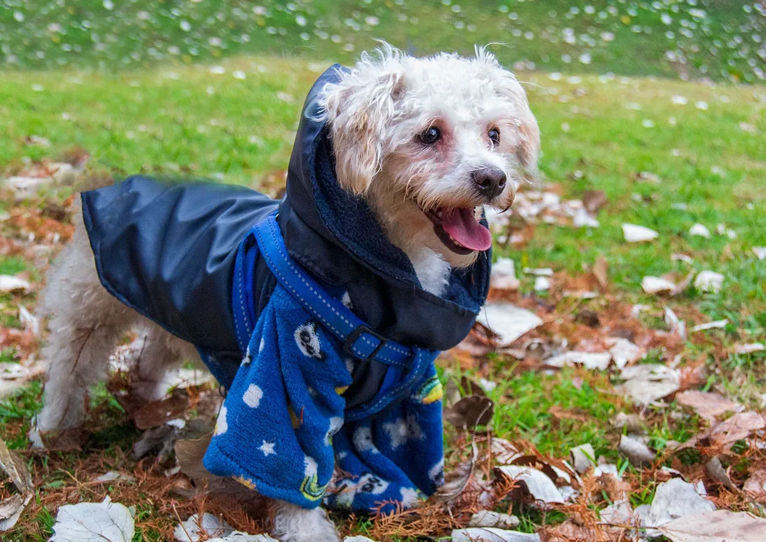 Perro blanco con abrigo azul en el pasto con hojas secas