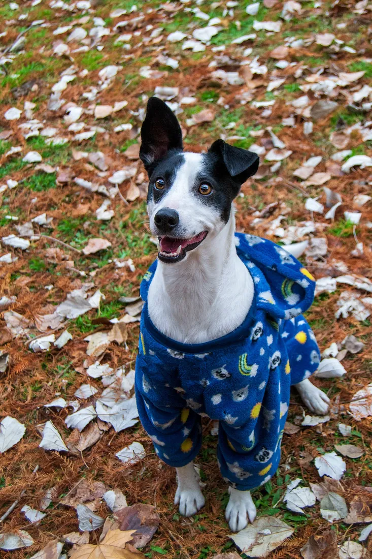 Perro blanco y negro con pijama azul mirando a cámara